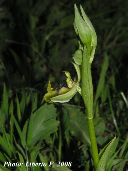 Ophrys lacaitae lojac.